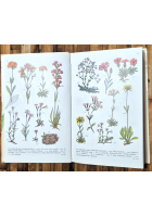 FIORI DI MONTAGNA di Anthony Huxley 1969 Editrice SAIE Libro