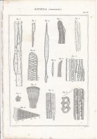 BOTANICA ORGANOGRAFIA INCISIONE STAMPA RAME 1866 TAVOLA ANTICA ORIGINALE