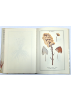 L'ERBARIO di Ada e Alfonso Sella 1989 Centro Botanico Libro piante vegetali