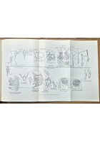 ELEMENTI DI BOTANICA di Sergio Tonzig Volume II 1968 Ambrosiana Libro 2