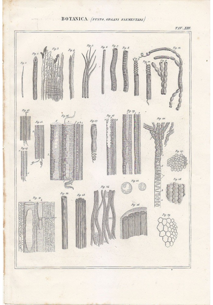 BOTANICA FUSTO ORGANI ELEMENTARI Incisione Stampa 1866 Tavola Antica