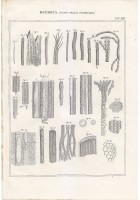 BOTANICA FUSTO ORGANI ELEMENTARI Incisione Stampa 1866 Tavola Antica