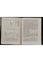 INTRODUCTION A L'ENTOMOLOGIE volume I di R Jeannel. Edition Boubee 1945 Anatomie