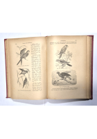 GLI UCCELLI di Luigi Figuier 1892 Fratelli Treves Libro illustrato caccia