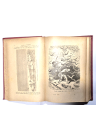 GLI UCCELLI di Luigi Figuier 1892 Fratelli Treves Libro illustrato caccia