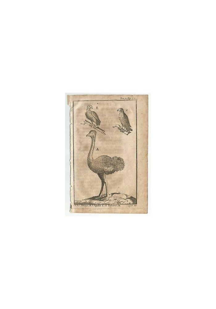 STRUZZO AQUILA FALCONE 1740 INCISIONE STAMPA ANTICA GRAVURE QUADRO