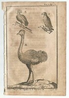 STRUZZO AQUILA FALCONE 1740 INCISIONE STAMPA ANTICA GRAVURE QUADRO