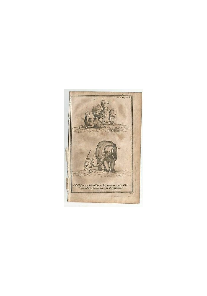 ELEFANTE CAMMELLO 1740 INCISIONE STAMPA ANTICA GRAVURE QUADRO