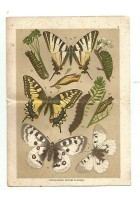 LE FARFALLE ATLANTE Angelo Senna 1912 Ulrico Hoepli manuali MANCANO 2 tavole *