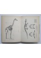 ANATOMIA ARTISTICA DEGLI ANIMALI di Tank 1955 Antonio Vallardi Libro