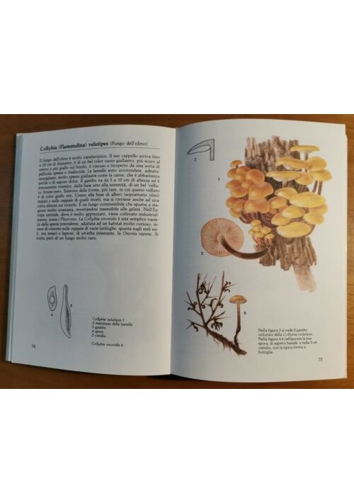 FUNGHI di Georges Becker Illustrazioni di Bohumil Vancura 1986 libro Illustrato