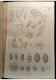 esaurito - MANUALE DI MICROSCOPIA CLINICA Giulio Bizzozero 1882 Vallardi libro antico epoca