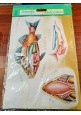 POSTER A RILIEVO Scientific ReliefPoster Vintage PESCI  scolastico Nova Rico